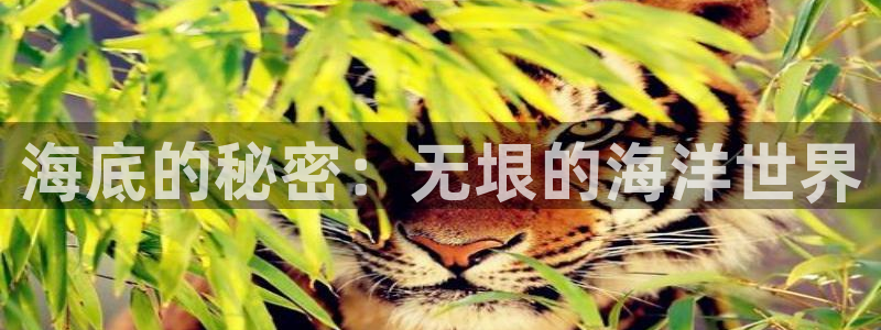 海底的秘密：无垠的海洋世界
